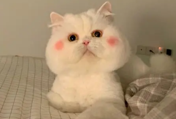 捡来的猫咪怎么看年龄？主人来学习下吧