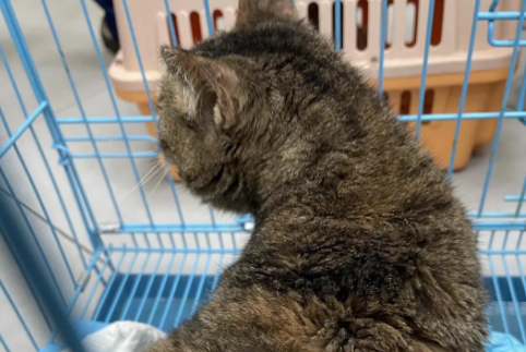 猫身上有凸起的小肉粒,它是怎么了? 猫身上有凸起的小肉粒,它是怎么了?