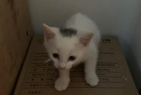 你们说,白猫头上有一撮黑毛是什么品种? 你们说,白猫头上有一撮黑毛是什么品种?