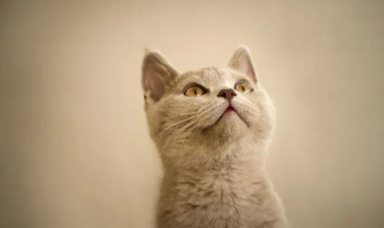 我来给你讲,猫咪尿不出来怎么办? 我来给你讲,猫咪尿不出来怎么办?