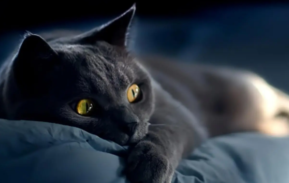 我来给你讲,猫咪尿不出来怎么办? 我来给你讲,猫咪尿不出来怎么办?