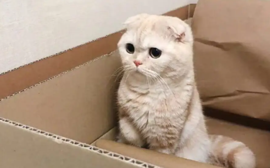 猫咪喜欢吃醋吗？答案在这里！