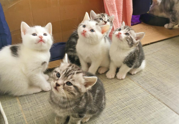 猫咪喜欢吃醋吗？答案在这里！