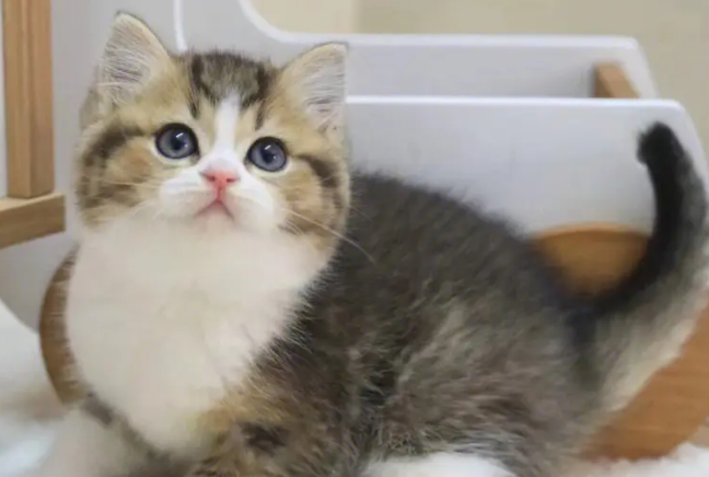 萌宠小知识：金加白猫是什么品种？