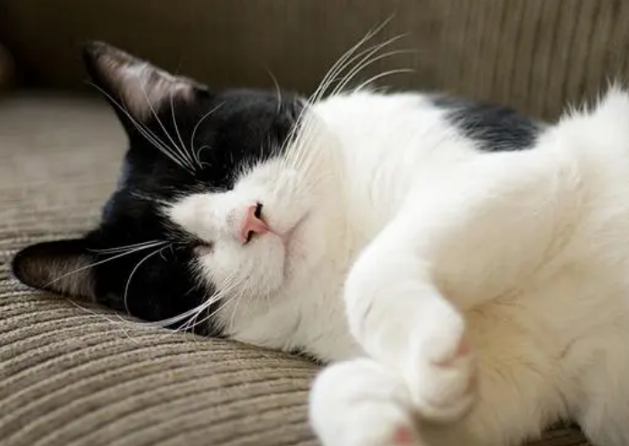 养猫不要养什么猫？想养的来了解下吧