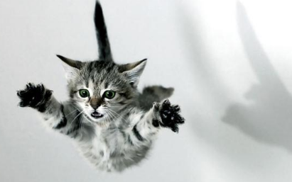 猫从20楼摔下来会摔死么？好奇就来了解~