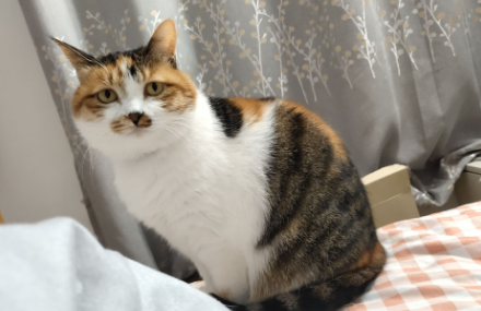 三花猫都是母猫吗？来这里取答案！