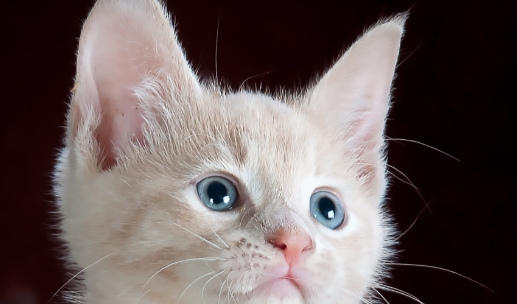 猫会跳窗户吗、宠物猫会跳窗户吗？快来了解下吧