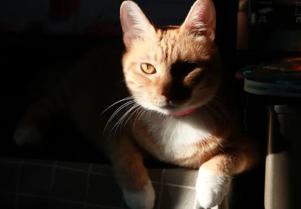 猫咪喜欢灯光还是黑暗？一起来瞧瞧