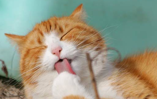 饲养注意事项：猫被勒住会窒息吗