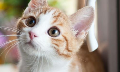 一个多月的猫吃什么比较好？喂养需知~