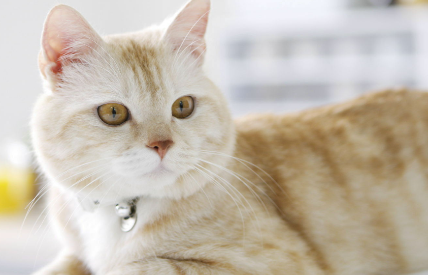 一个多月的猫吃什么比较好？喂养需知~