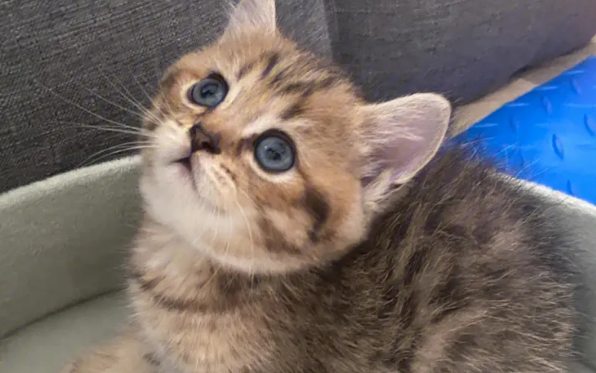 金虎斑是怎么配出来的？是怎么配出来的？