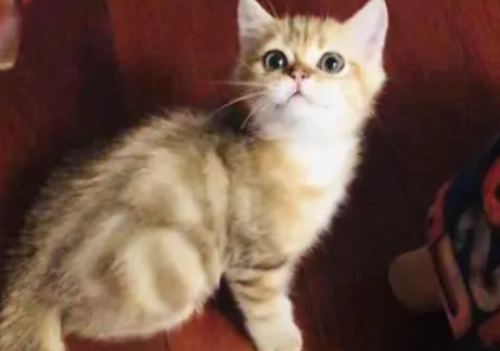 金虎斑是怎么配出来的？是怎么配出来的？