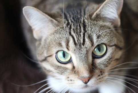 快来看下，小猫几个月长门牙吧~