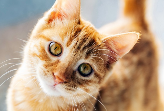 快来看下，小猫几个月长门牙吧~