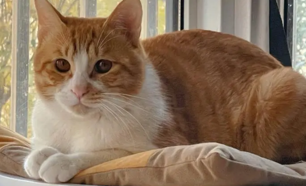 宠物店橘猫多少钱一只？影响价格的因素有这些