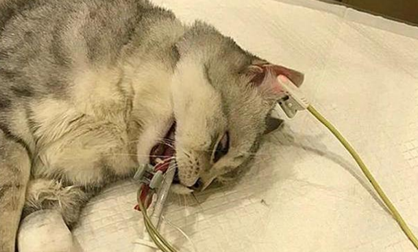 猫咪肺炎症状表现有哪些？主要有这些