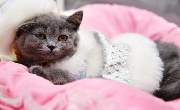 猫咪肺炎症状表现有哪些？主要有这些