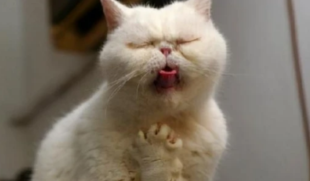 猫咪干呕吐没精神不振怎么办？别慌，看这篇文章