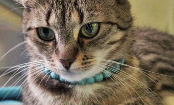 猫咪干呕吐没精神不振怎么办？别慌，看这篇文章