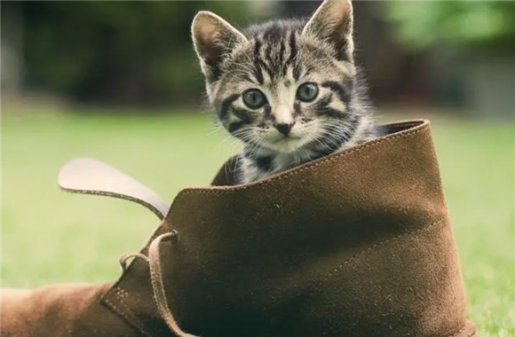 猫呼呼的声音怎么回事？原来是想表达这个