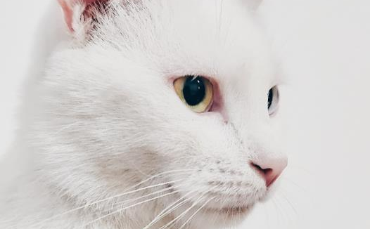 猫呼呼的声音怎么回事？原来是想表达这个