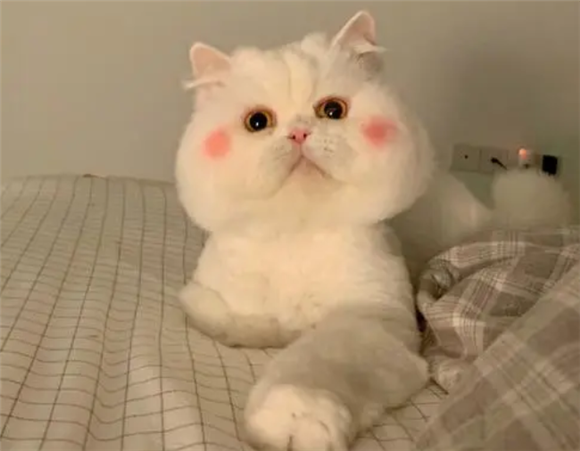 猫吃长绳子几天能排出？快来看看吧~