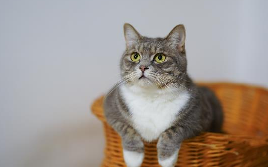 猫吃长绳子几天能排出？快来看看吧~