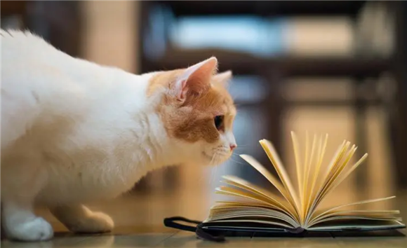 猫的牙齿特点，你了解过吗？