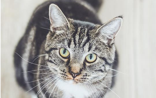 猫的牙齿特点，你了解过吗？