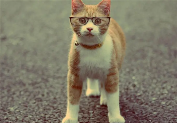 猫喜欢闻腋下是为什么？铲屎官快看这里！！