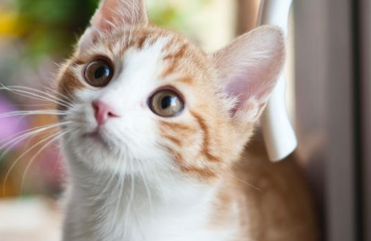 猫喜欢闻腋下是为什么？铲屎官快看这里！！