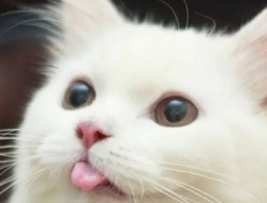 猫热了会吐舌头吗？来这里看看吧