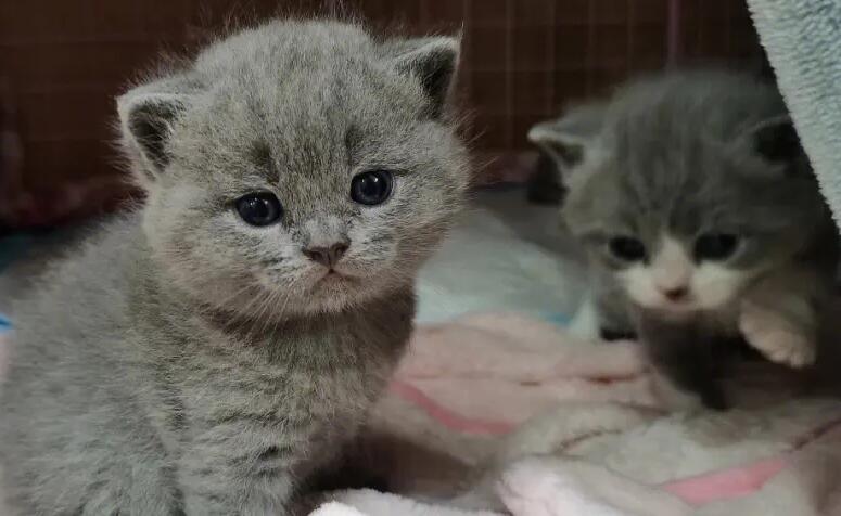 猫咪看到主人靠近就跑怎么办?本文告诉你 猫咪看到主人靠近就跑怎么办?本文告诉你