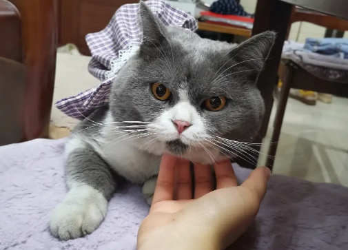 猫咪看到主人靠近就跑怎么办?本文告诉你 猫咪看到主人靠近就跑怎么办?本文告诉你