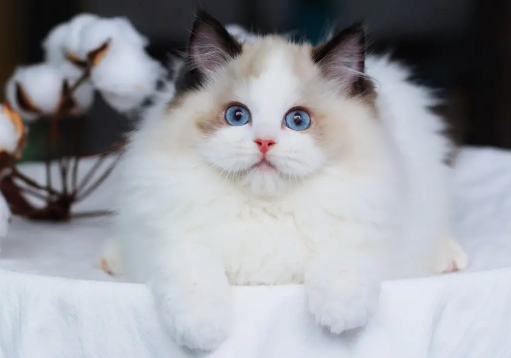 哪种猫咪最温顺最粘人?这里可以了解~ 哪种猫咪最温顺最粘人?这里可以了解~