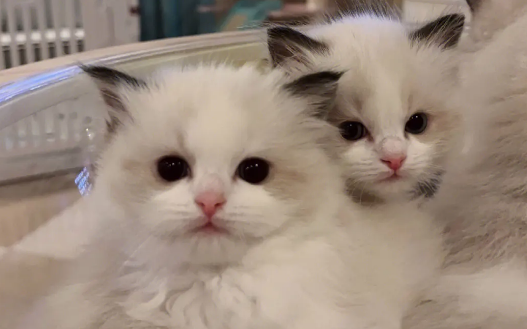 哪种猫咪最温顺最粘人?这里可以了解~ 哪种猫咪最温顺最粘人?这里可以了解~