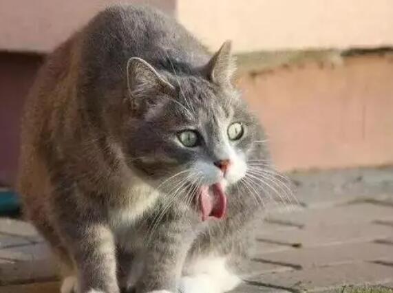 猫嗓子哑了怎么办?这里有办法! 猫嗓子哑了怎么办?这里有办法!