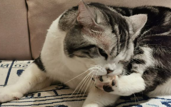 猫嗓子哑了怎么办?这里有办法! 猫嗓子哑了怎么办?这里有办法!