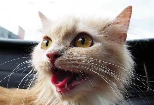 猫在车上一直张嘴喘气,是有原因的! 猫在车上一直张嘴喘气,是有原因的!