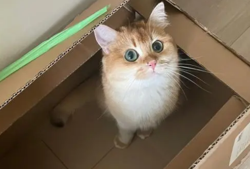 猫可以寄快递吗?感兴趣来看下吧 猫可以寄快递吗?感兴趣来看下吧