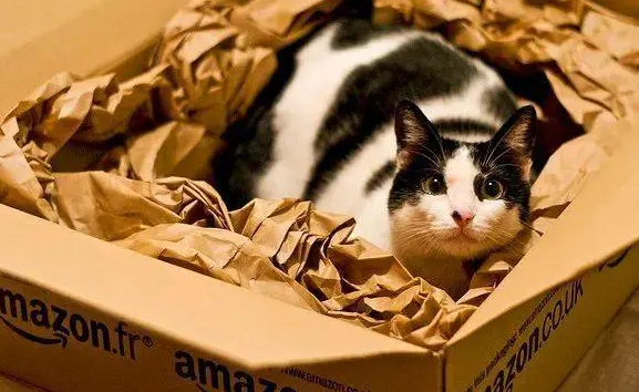 猫可以寄快递吗?感兴趣来看下吧 猫可以寄快递吗?感兴趣来看下吧