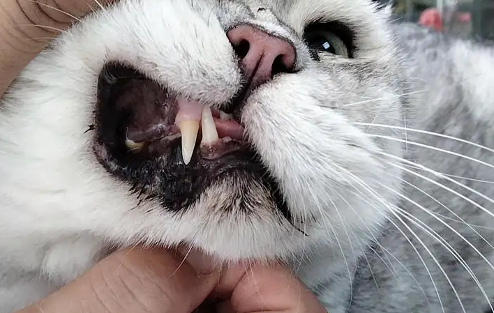 猫嘴巴黑黑的怎么回事?感兴趣的来看看 猫嘴巴黑黑的怎么回事?感兴趣的来看看