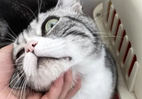 猫嘴巴黑黑的怎么回事?感兴趣的来看看 猫嘴巴黑黑的怎么回事?感兴趣的来看看