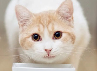 猫打完狂犬疫苗后呕吐厉害的原因，不知道的来看看！