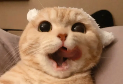 猫打完狂犬疫苗后呕吐厉害的原因，不知道的来看看！