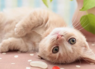 养宠小知识:小猫多久眼睛蓝膜才会退! 养宠小知识:小猫多久眼睛蓝膜才会退!