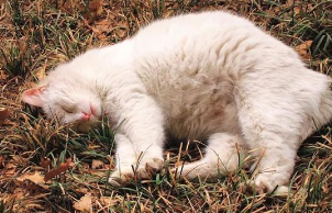 今日科普：猫咪不吐毛球正常吗？