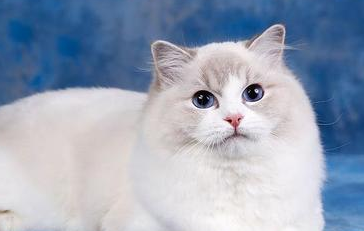 母猫几个月的时候可以怀孕，看这里~